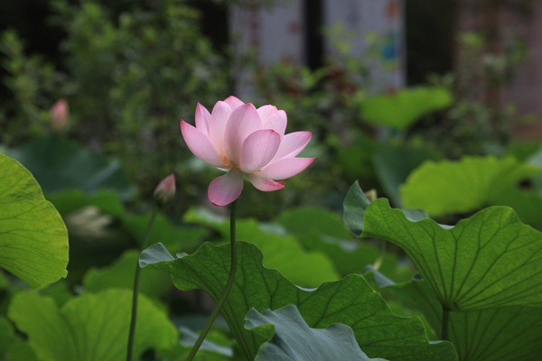 20180122012352268 20180122012352268