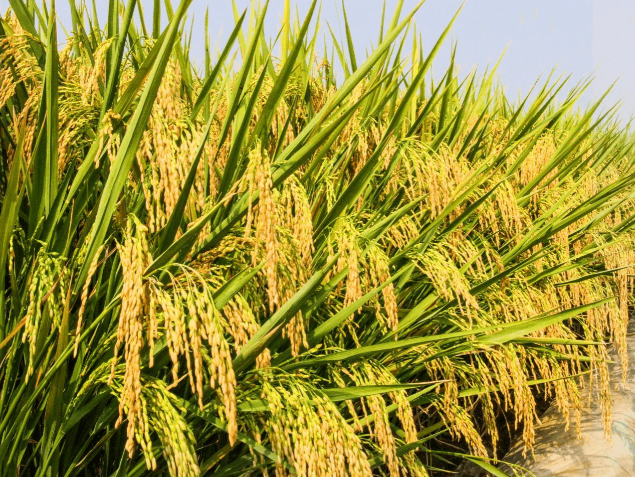 GA�ƽ�ס�(�й�����)�ٷ���վ